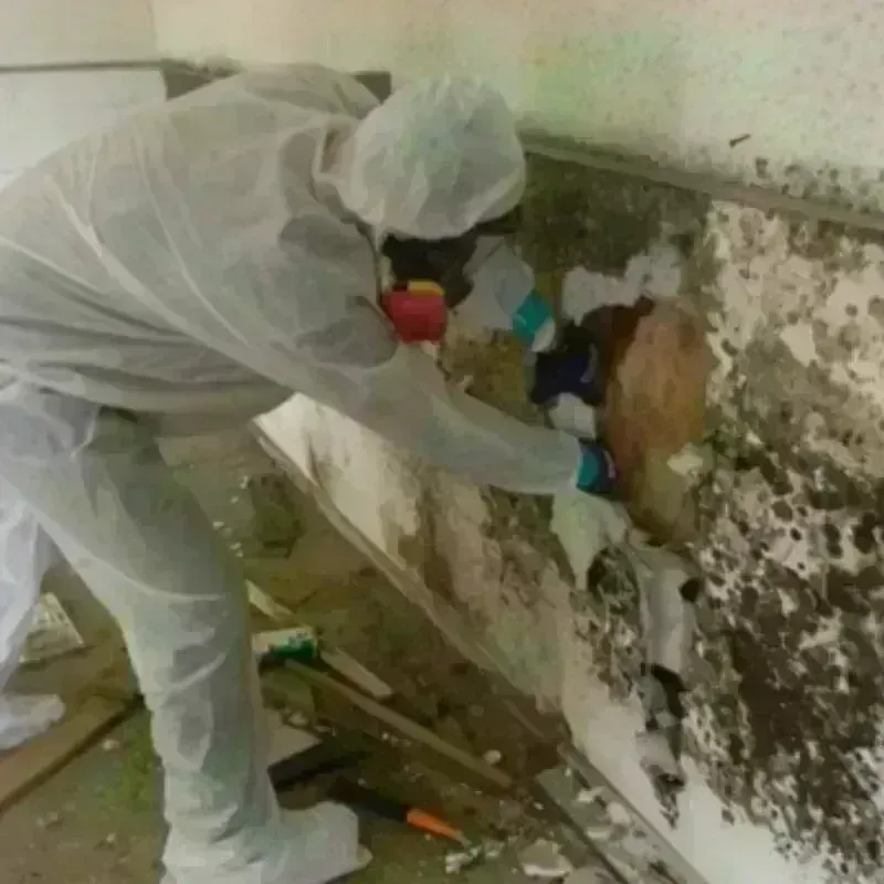 Mold Remediation and Removal in Westlake, TX